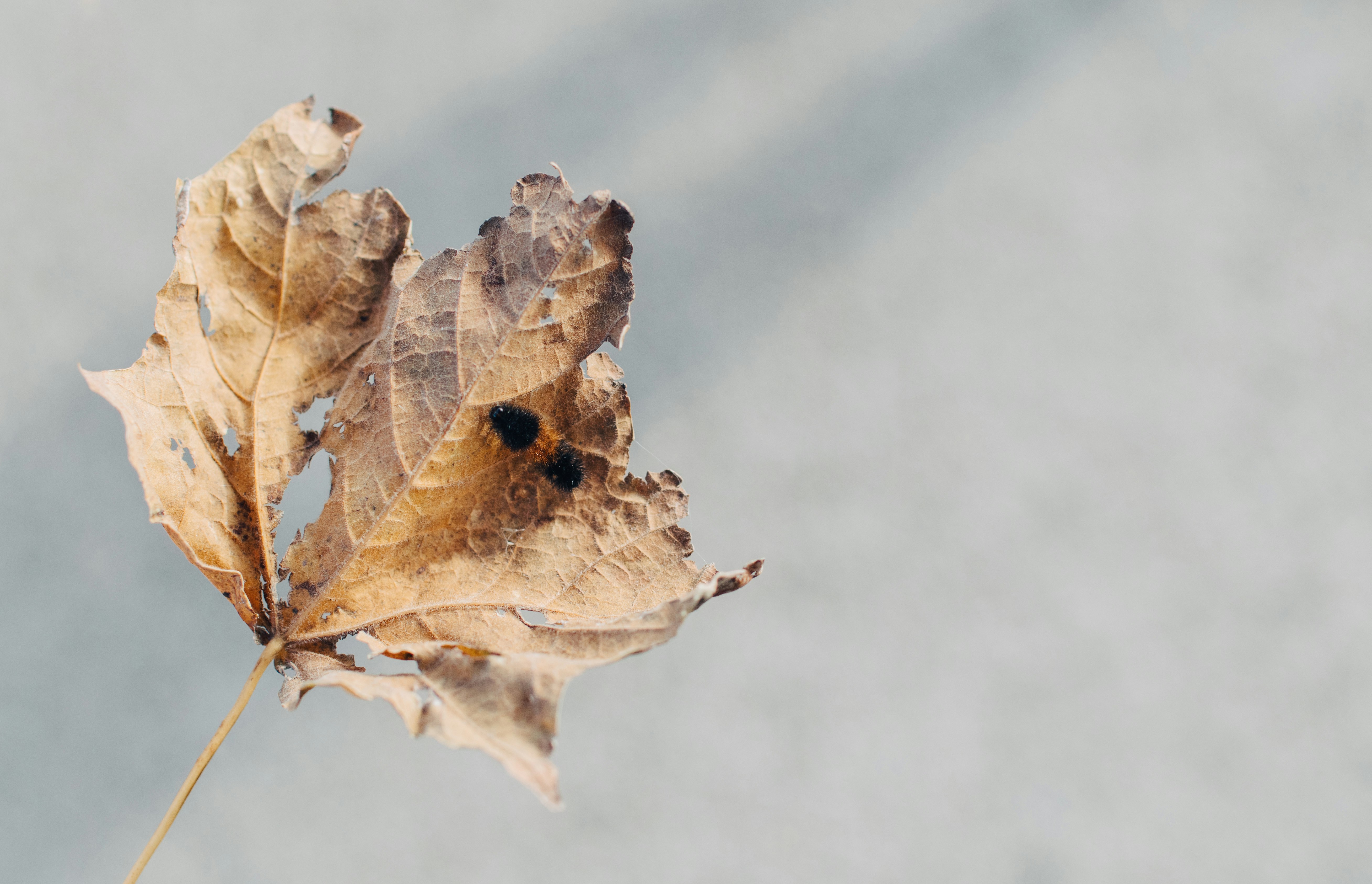 brown leaf plant